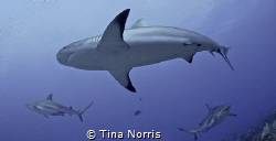 After just getting certified, one of my first dives was w... by Tina Norris 